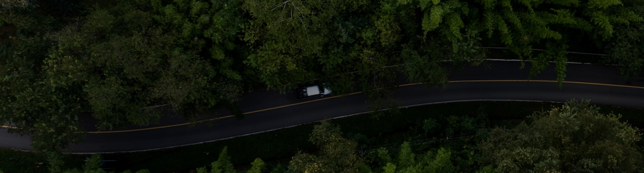 Road and Trees