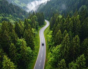 Road in the Forest